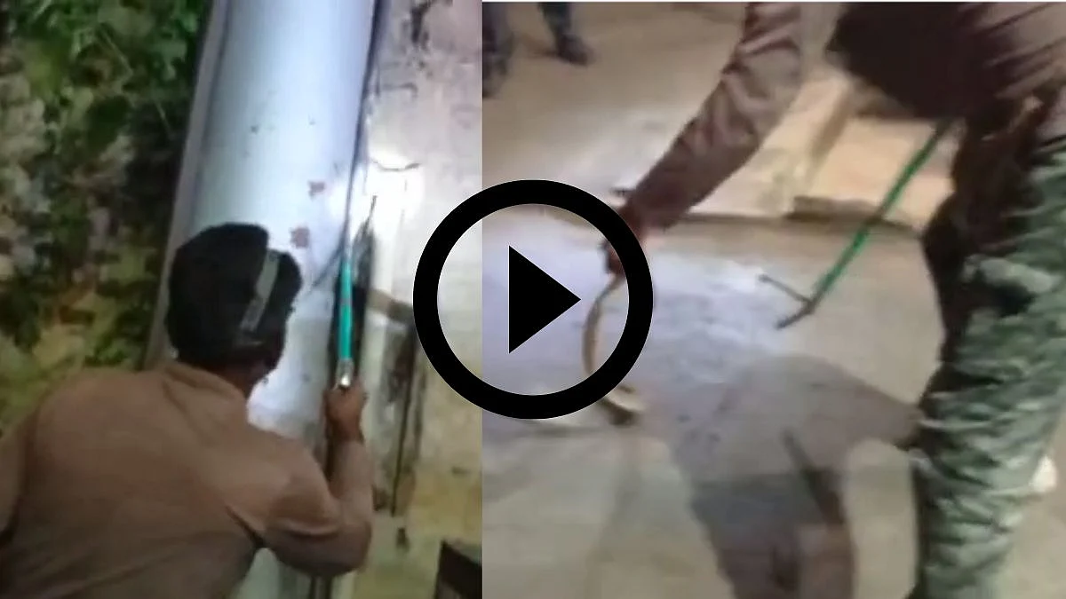 Cobra Snake Viral Video