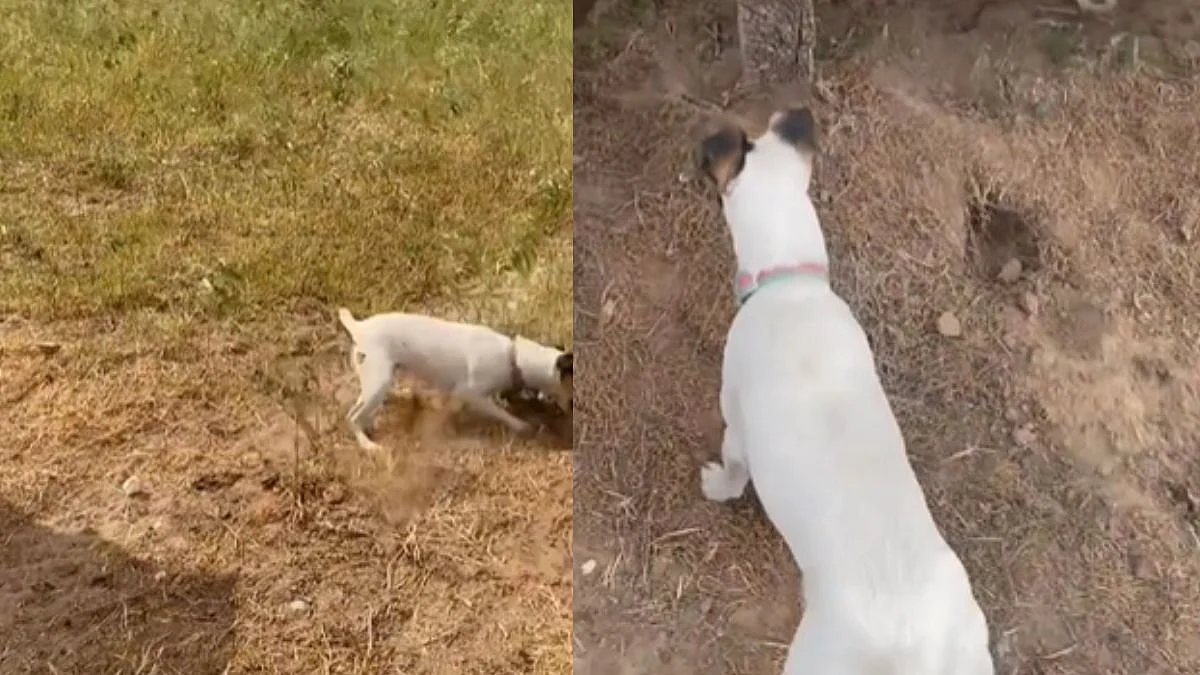 dog viral video