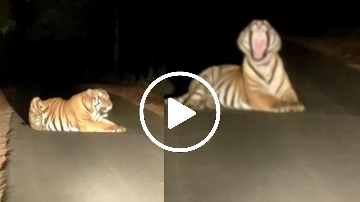 Tiger Video Wardha News
