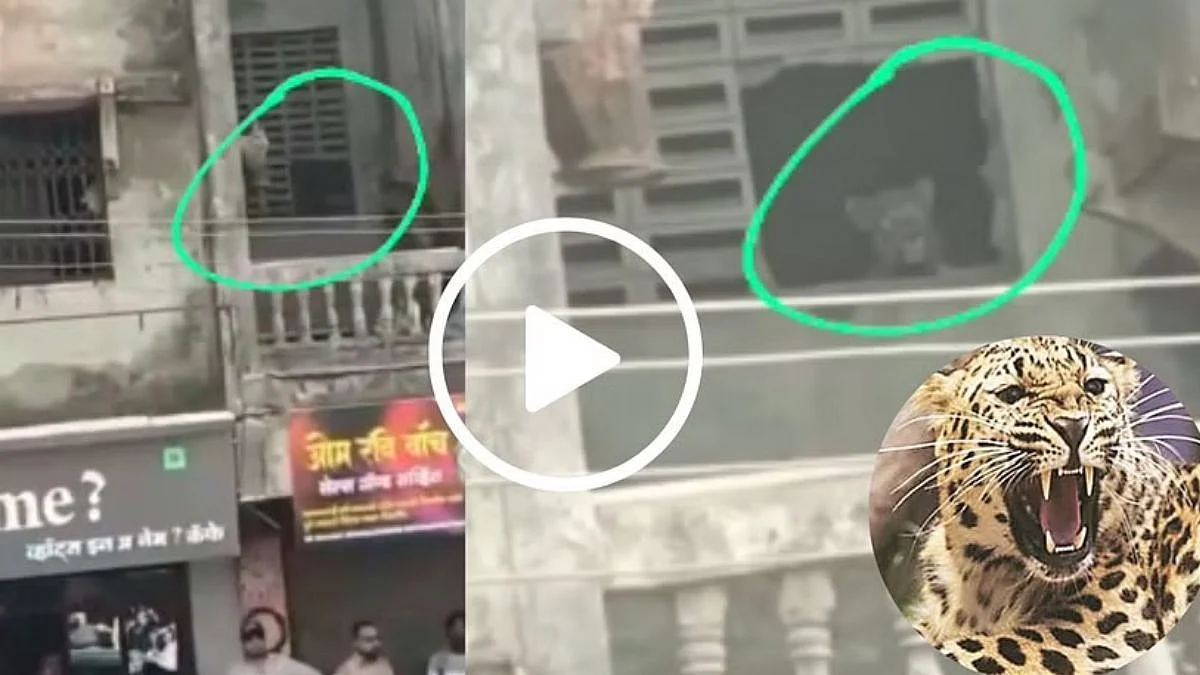 Kalyan leopard Video