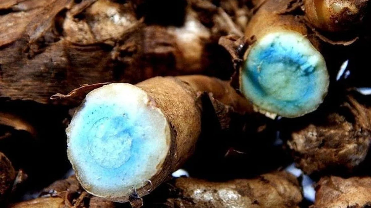 Black Turmeric