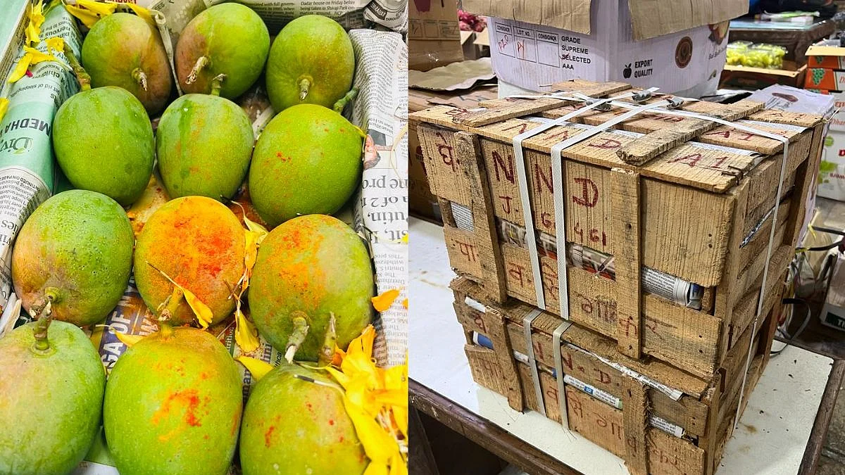 Hapus Mango In Mumbai