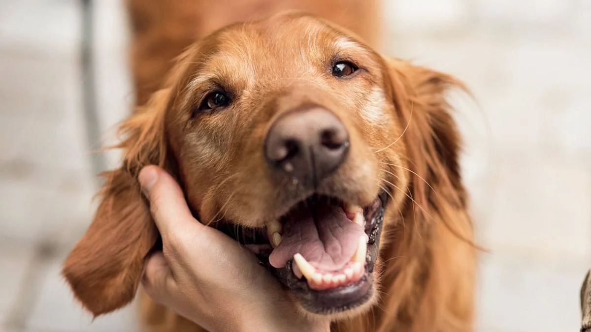 A man died after being shot by a pet dog