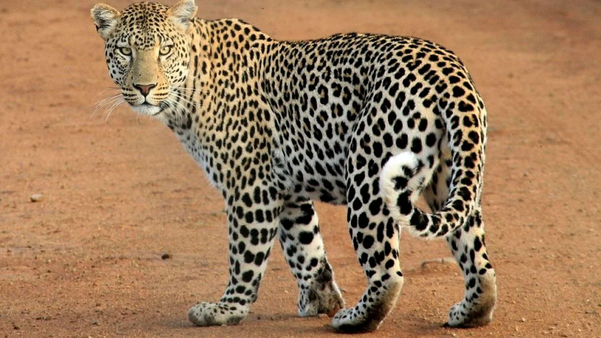 Leopard Attack