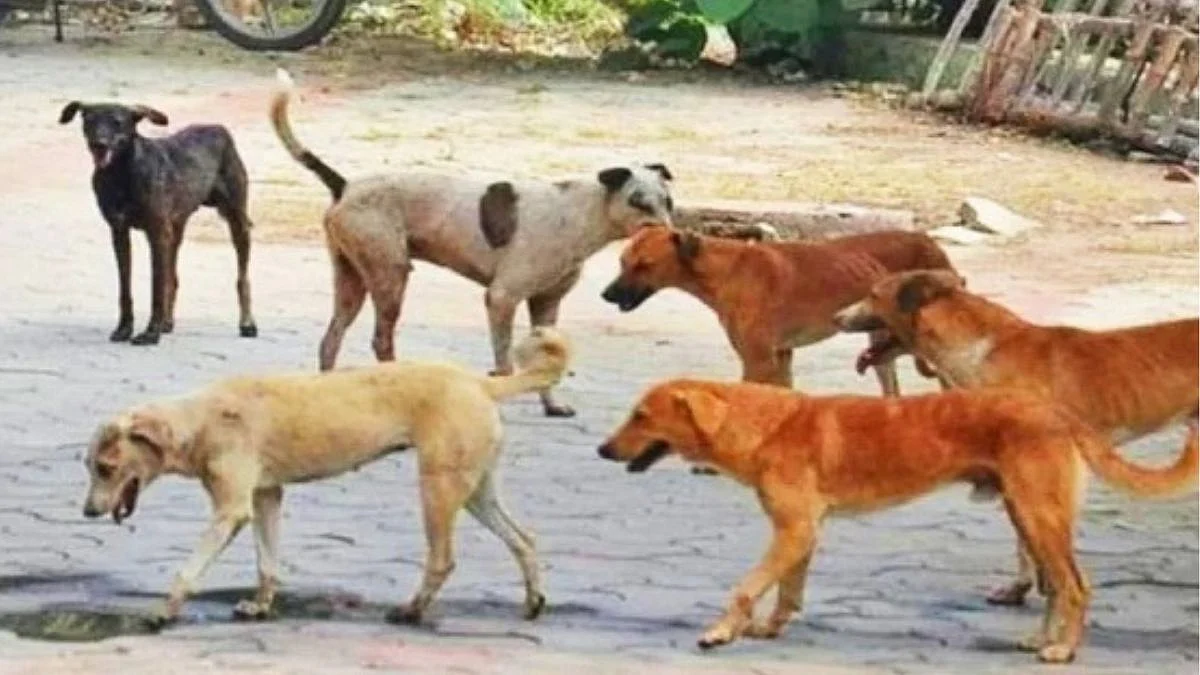 Nashik News Dog Attack