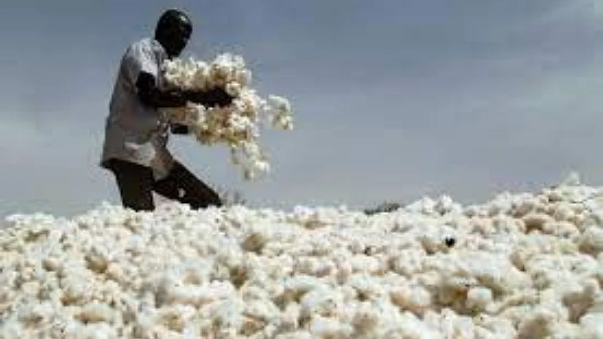 Cotton Price