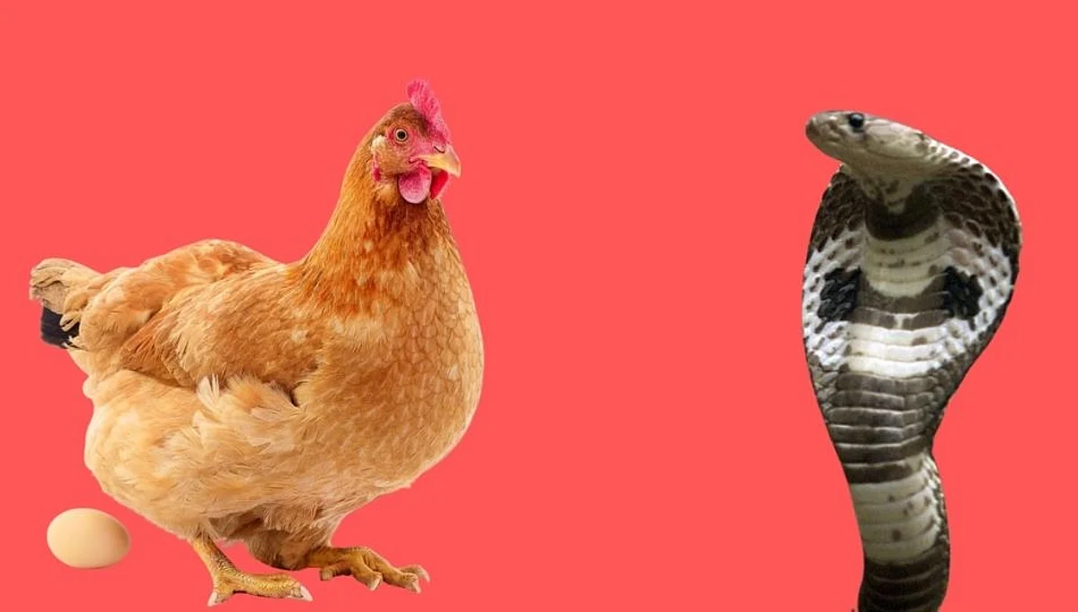 अख्खी कोंबडी गिळण्याचा नागाचा प्रयत्न फसला ! सर्पमित्रांकडून नागाला जीवदान