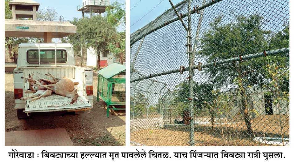 खुल्या पिंजऱ्यात शिरून बिबट्याने वन्य प्राण्यांवर केला हल्ला