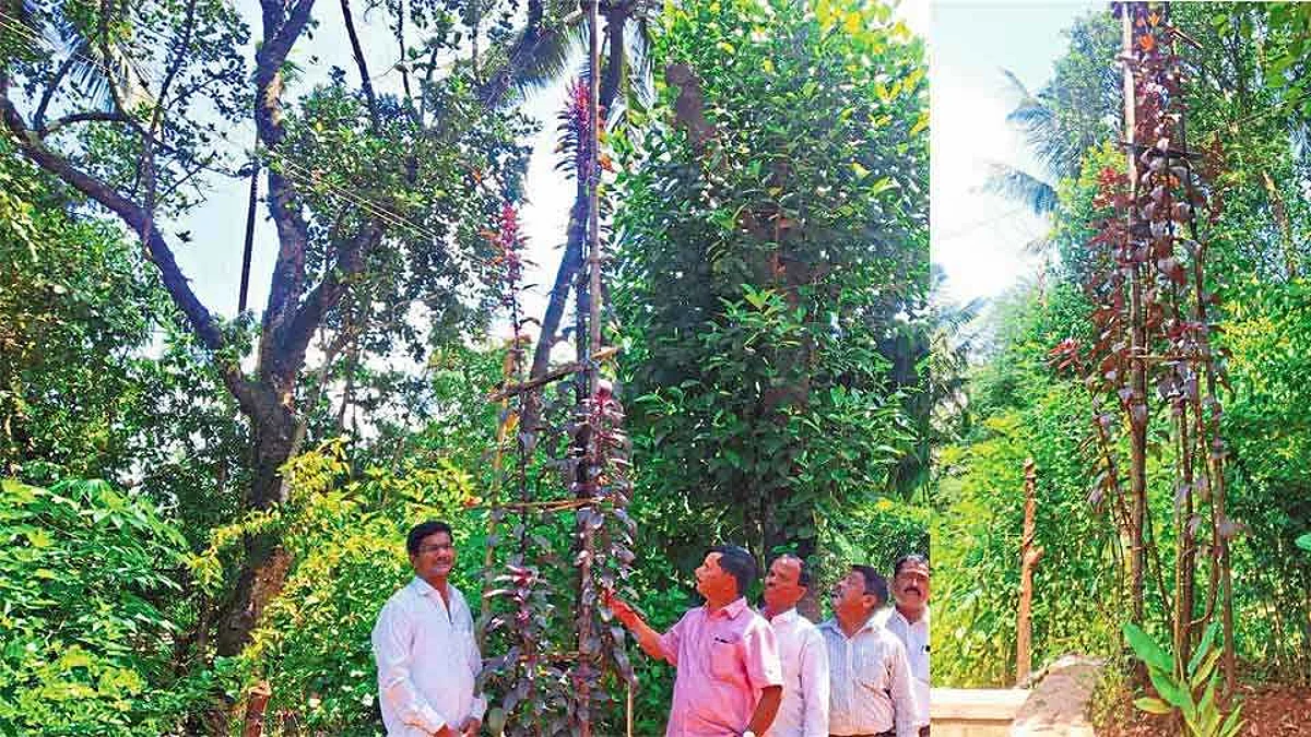 लाल माट तब्बल 16 फूट उंच