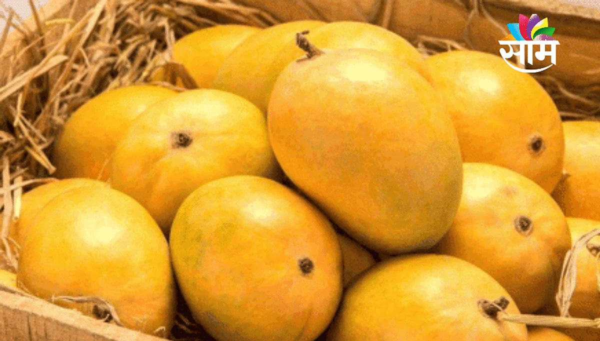 खायचाय आंबा; तर आठवडाभर थांबा! मुंबईमध्ये १७ हजार पेटी हापूसची आवक