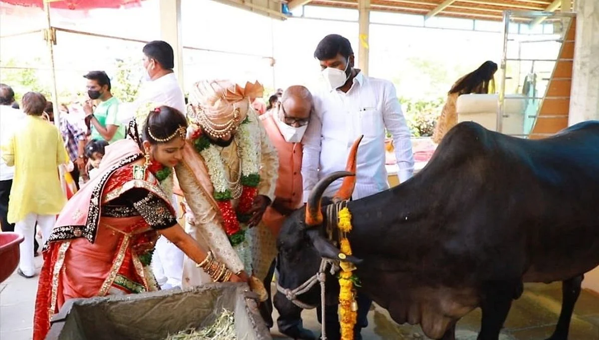 लातूरातल्या लग्नाला चक्क २०० गायींचे वऱ्हाड!....पहा व्हिडिओ
