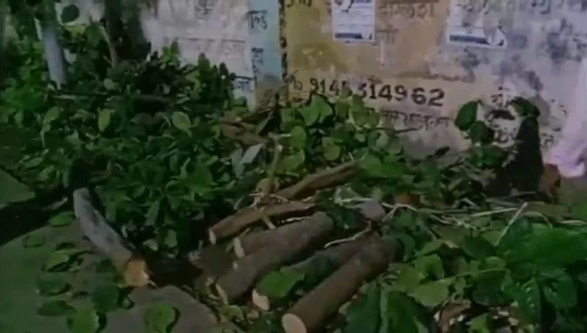 अबब दोन झाडे तोडली, डॉक्टरला एक लाखांचा दंड !