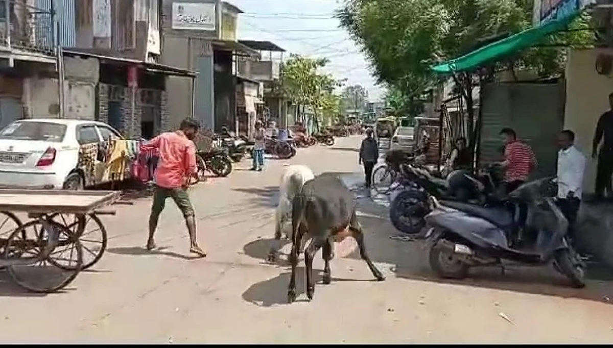 धुळ्यात मोकाट जनावरांचा हैदोस वाढला !