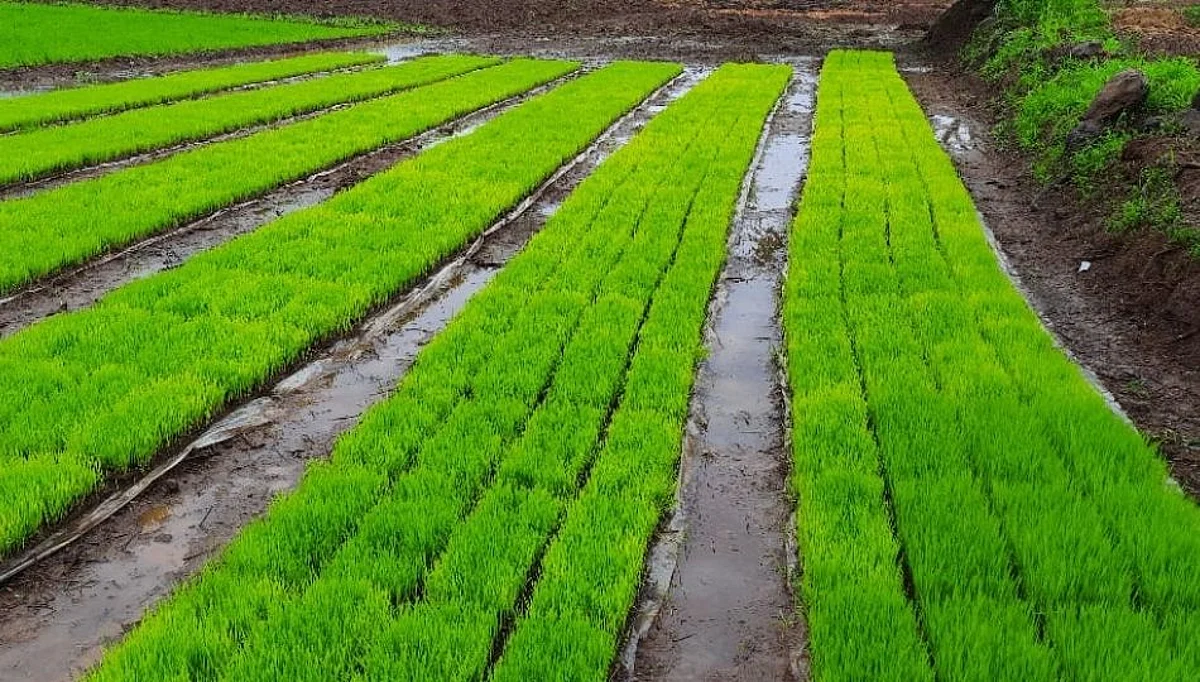 मावळमध्ये रासायनिक खतांचा तुटवडा...