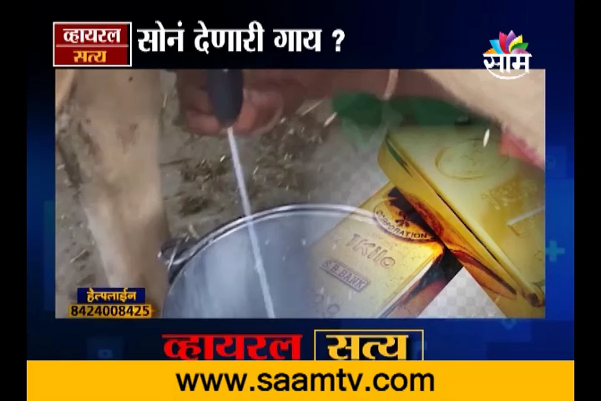 VIDEO | गाय देते सोनं ?