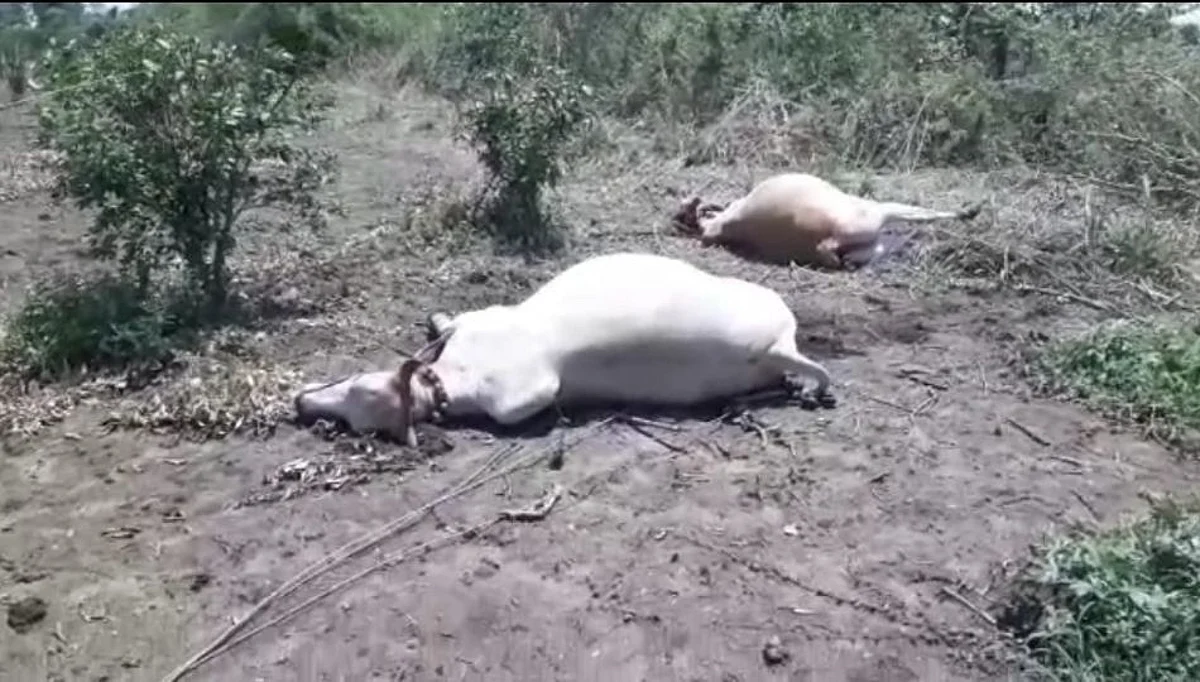 विद्युत तारांचा स्पर्श झाल्याने बैल जोडीचा मृत्यू