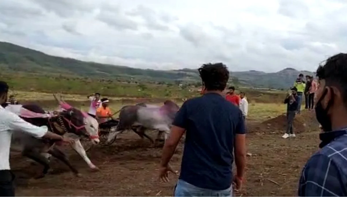 बेकायदेशीर बैलगाडा शर्यत भरवल्या प्रकरणी चार जणांविरुद्ध गुन्हा दाखल