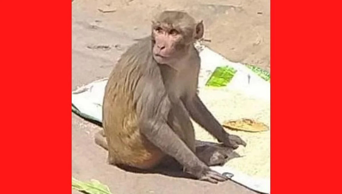 कोरोनाच्या लस निर्मितीत माकडांचेही योगदान....(पहा व्हिडीओ)