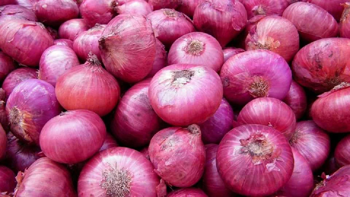 शेतकऱ्यांना कांद्याने रडवलं! ५० पैसे इतका कवडीमोल भाव