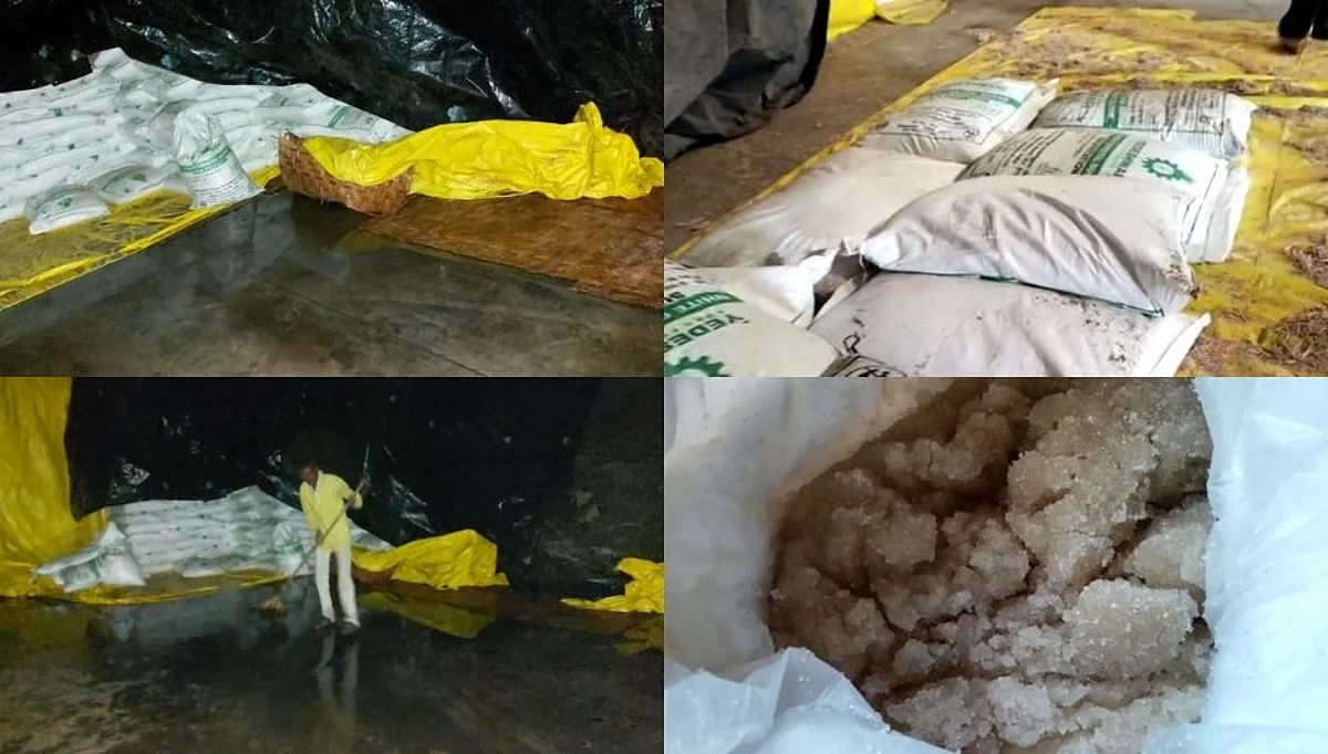 मुसळधार पावसाने येडेश्वरी कारखान्यातील 30 हजार पोते साखर भिजली !