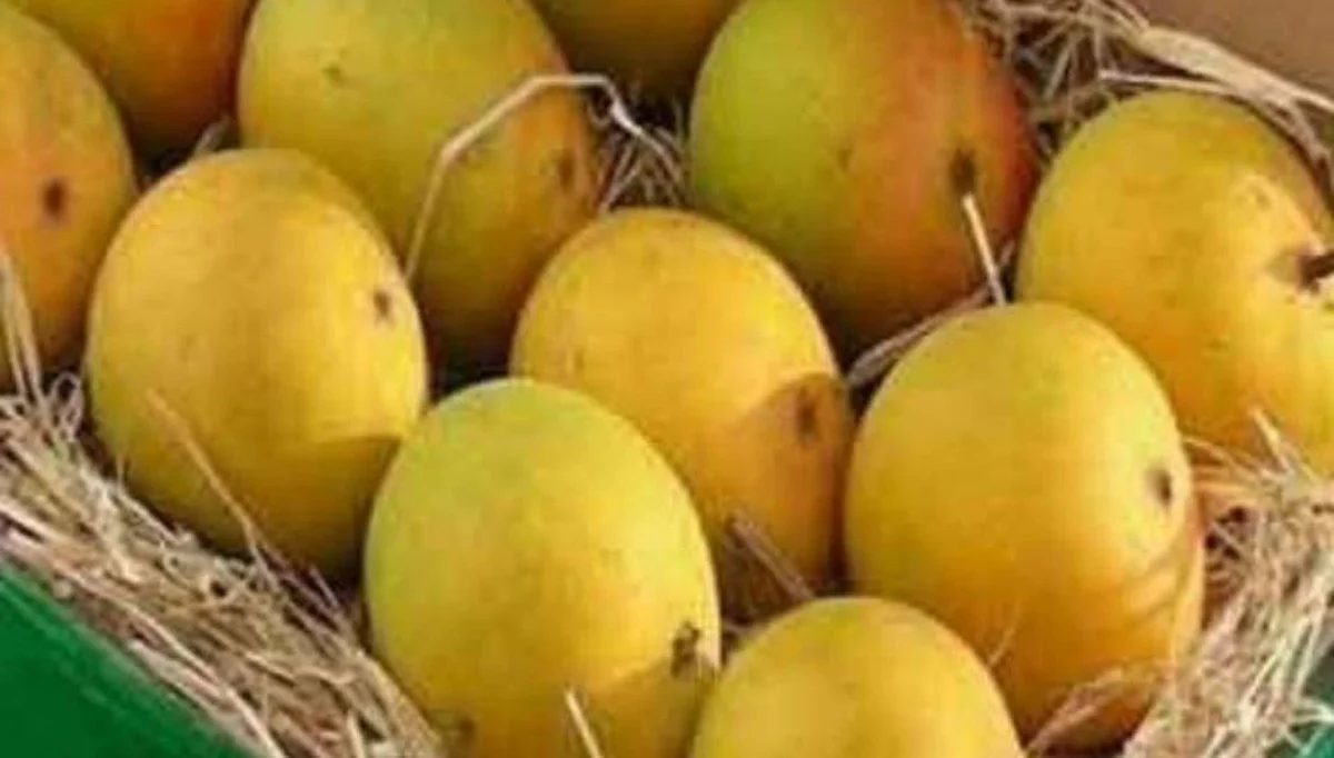 देवगड, रत्नागिरी हापूस ला टक्कर द्यायला ‘जुन्नर हापूस` मुंबई बाजार पेठेत दाखल
