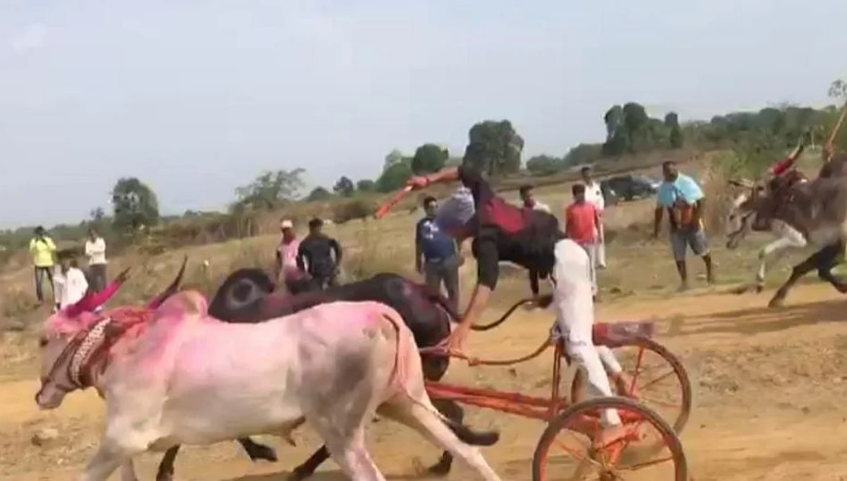 बंदी असलेल्या बैलगाडा शर्यतींचा कल्याणच्या ग्रामीण भागात धुरळा