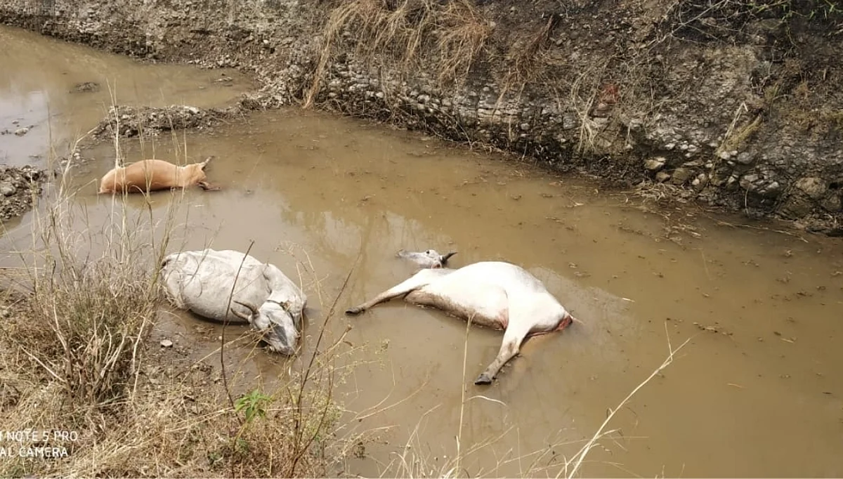 महावितरण कंपनीच्या भोंगळ कारभाराचा फटका : तीन गाईचा विजेच्या तारेला स्पर्श होऊन मृत्यू