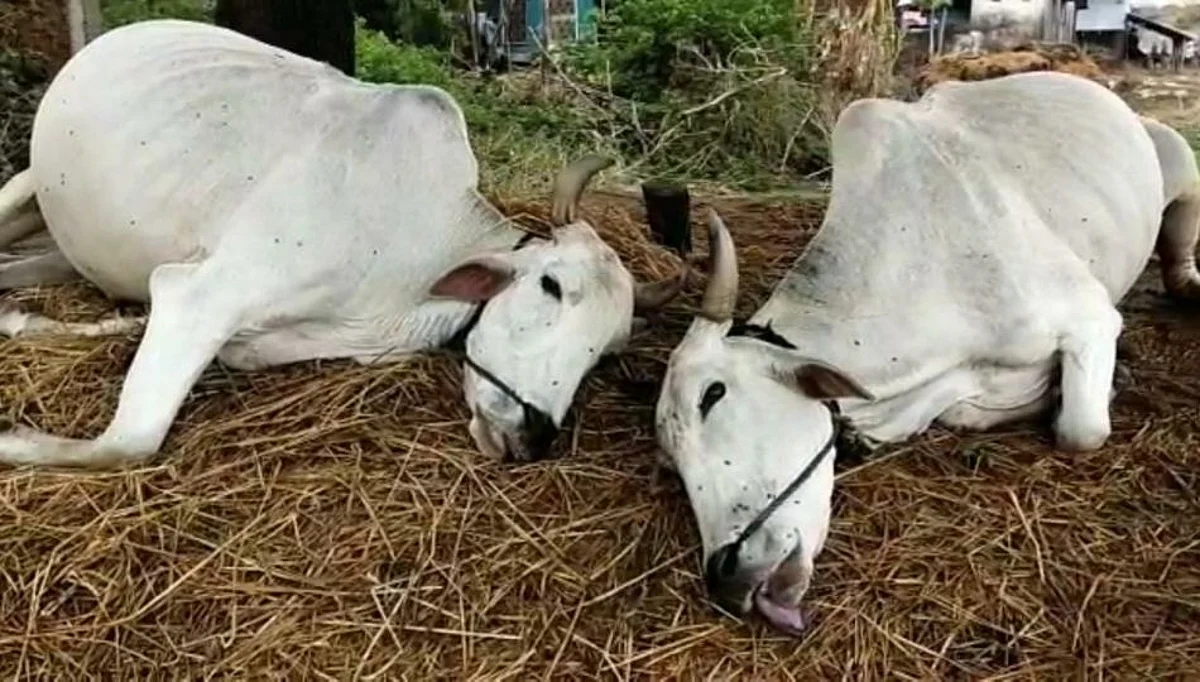 अरे देवा! सिरसी येथे वीज पडून दोन बैलांचा मृत्यू शेतकऱ्याचे मोठे नुकसान...