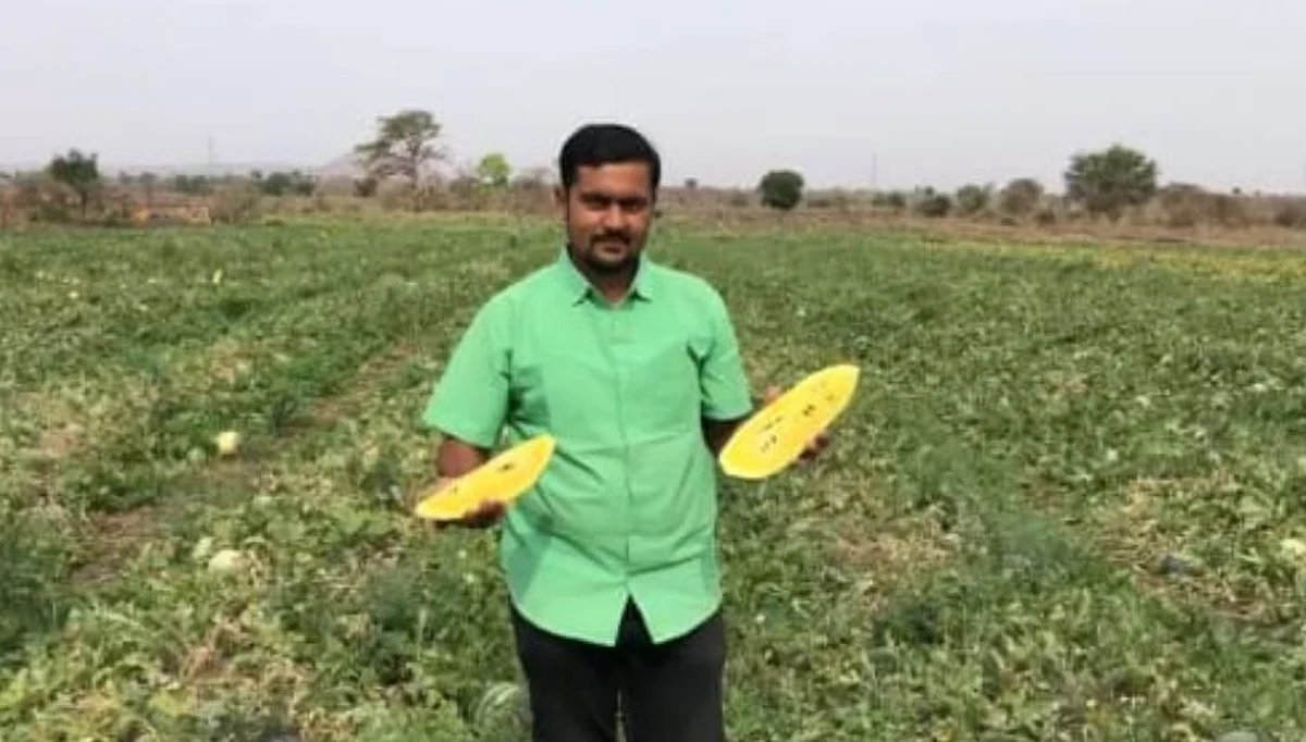 यवतमाळच्या शेतकऱ्यांचे टरबूज उत्पादनात नवे पाऊल