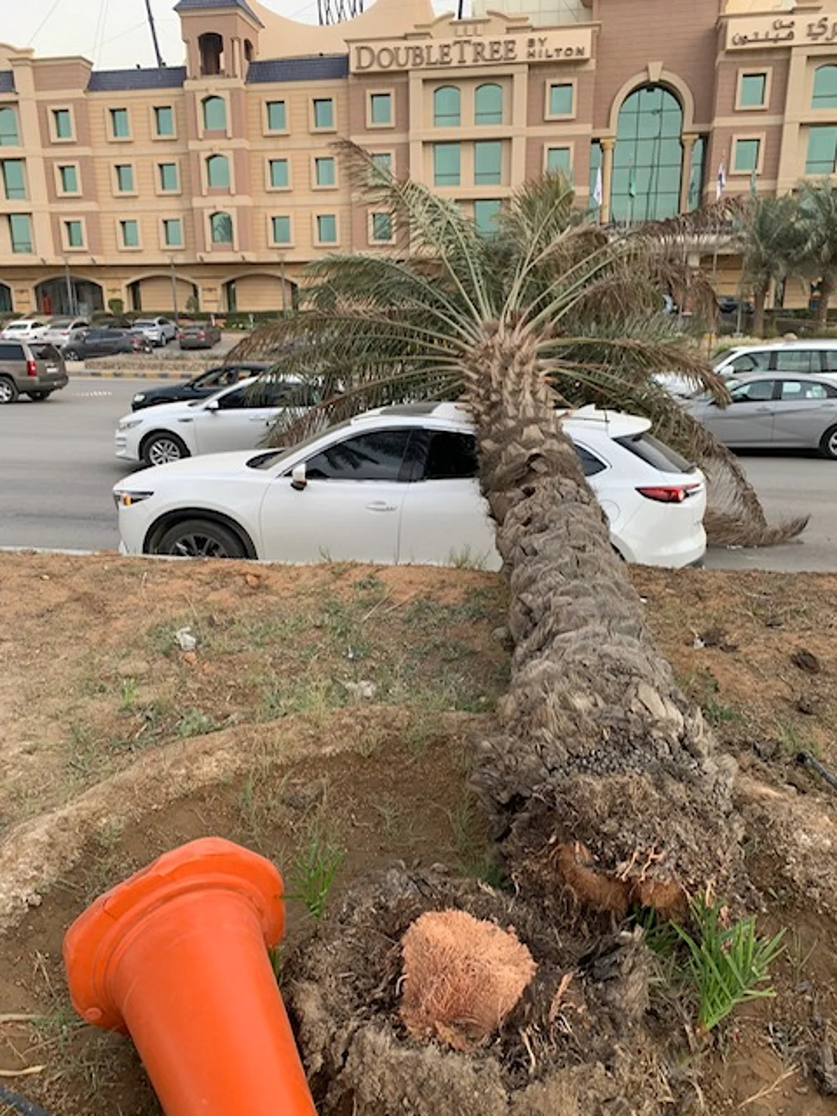 حادثة "النخلة والسيارة" لم تكن عابرة.. هنا الدرس المستفاد