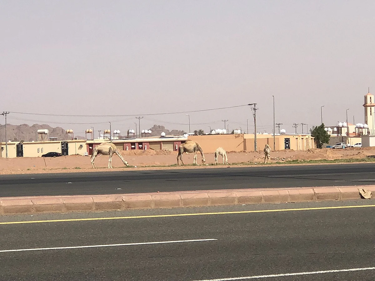 طلاب المدينة الجامعية بحائل يشتكون من "جمال سائبة" في طريقهم