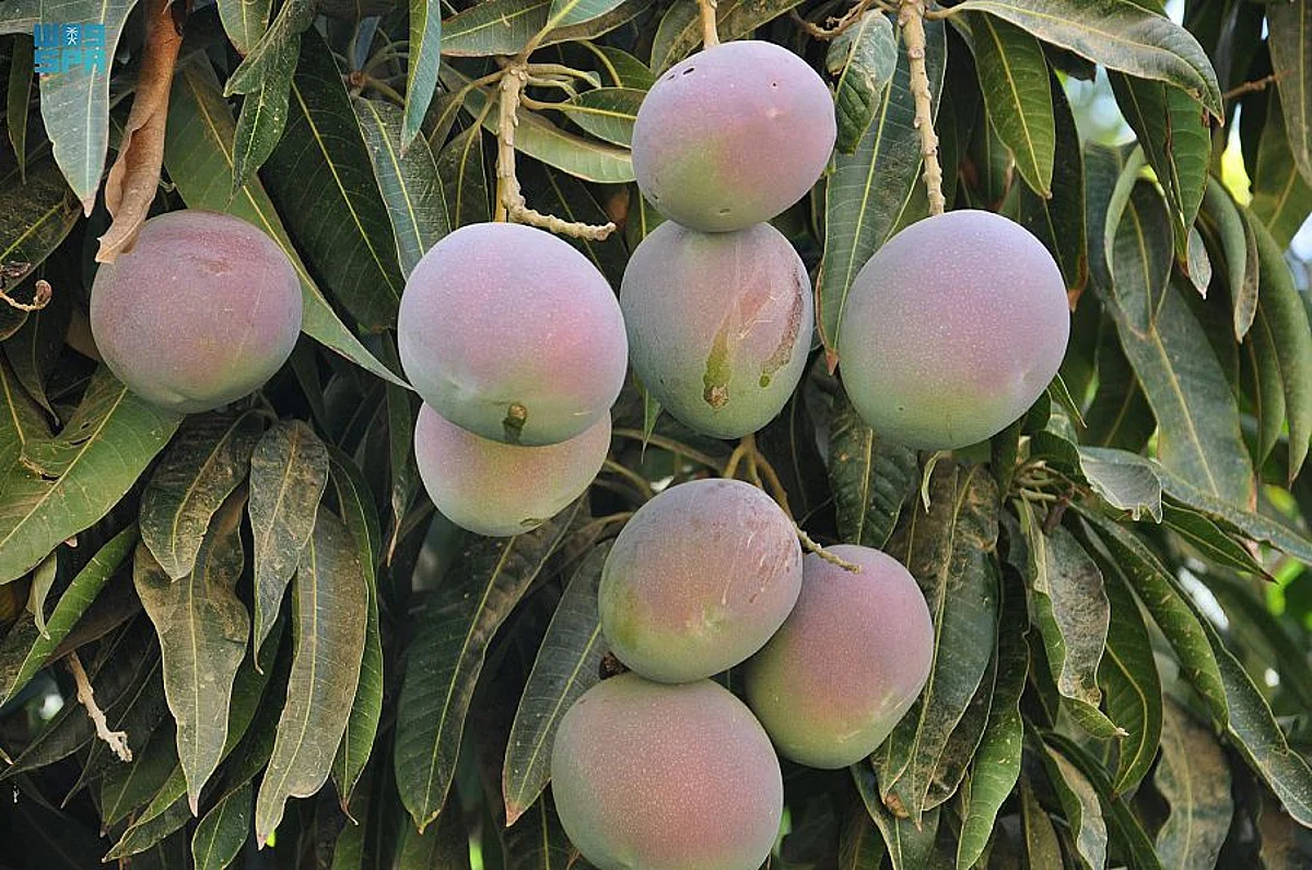 مانجو جازان.. مليون شجرة و65 ألف طن سنوياً تواكب الرؤية وتحقق المنافسة عالميًا