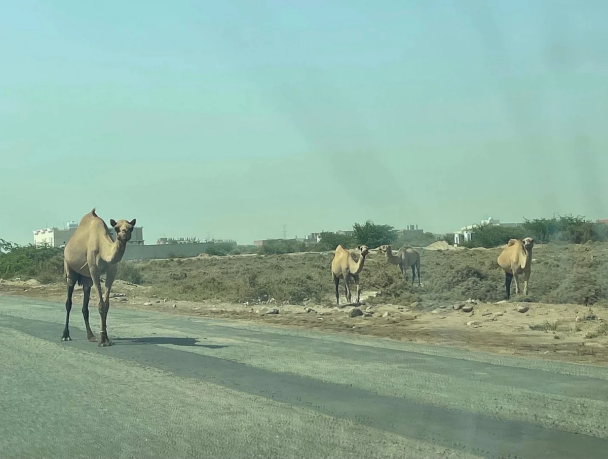 تفاعلاً مع "سبق".. أمانة جدة تعد بإزالة الشجر الأمريكي من مخطط الليث الجنوبي