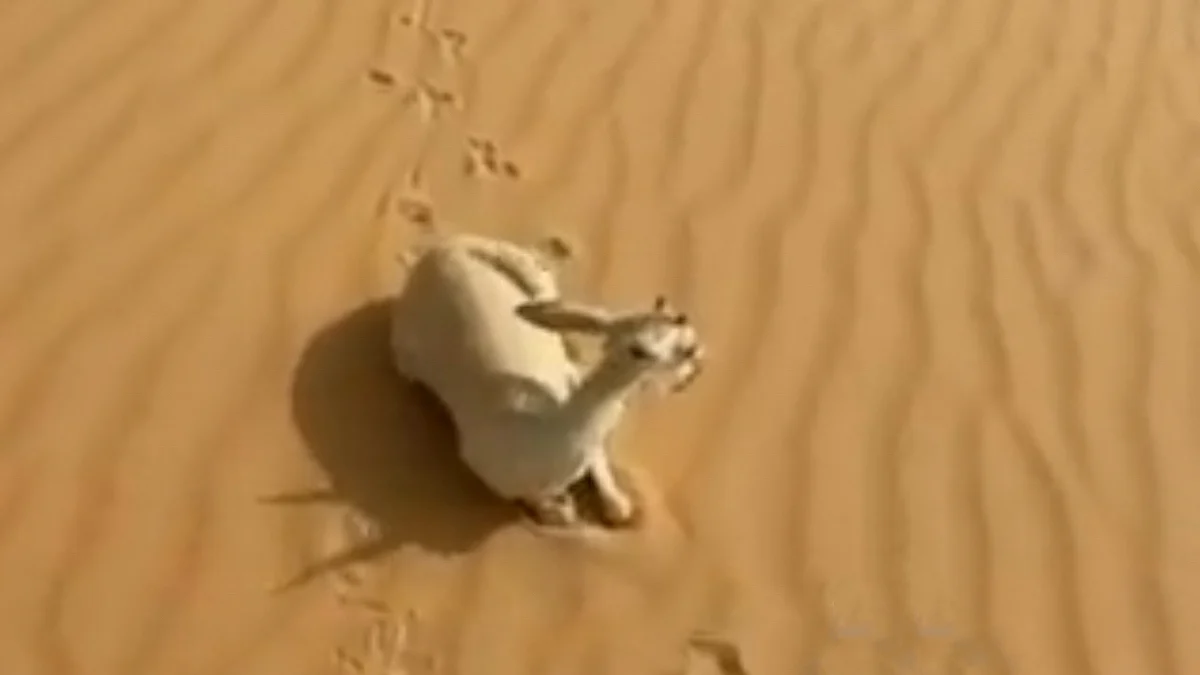 المركز الوطني لتنمية الحياة الفطرية يوضح حقيقة فيديو متداوَل لنفوق ظباء في الدهناء