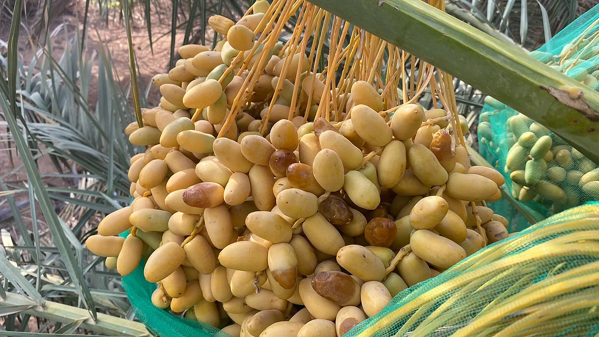 شاهد.. نخيل جويفا الأحمر بالأفلاج يطرح إنتاجه من "الرطب"