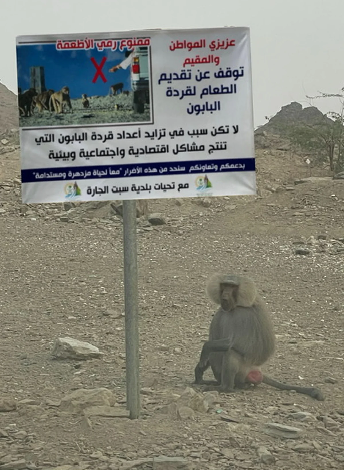 بلدية سبت الجارة تطالب المواطنين بعدم إطعام قرود البابون