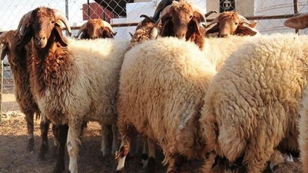 "تبرع" تُوزع الأضاحي لمستحقيها داخل السعودية وخارجها
