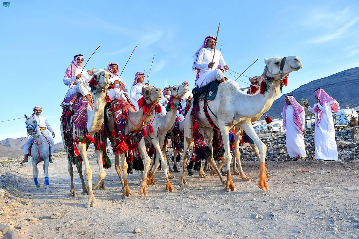 مسيرة "الهجيني" ببادية تبوك