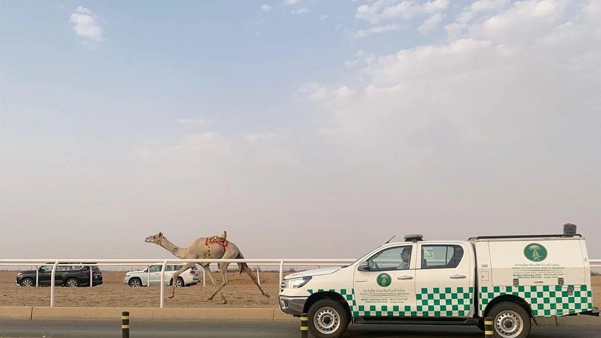 فرقًا طبية لتقديم الخدمات للمشاركين بمهرجان ولي العهد للهجن الطائف