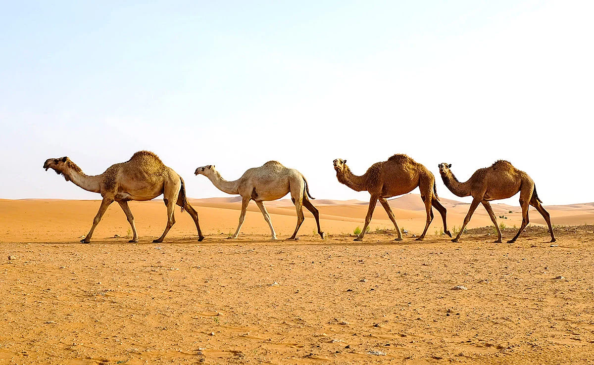 مؤتمر دولي في السعودية لحماية الإبل وتعزيز سلامتها