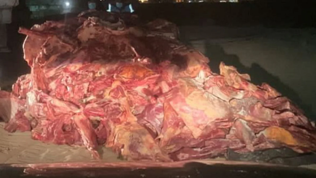 مكة المكرمة.. مصادرة وإتلاف 4 أطنان لحوم و340 رأس غنم و105 ذبائح فاسدة