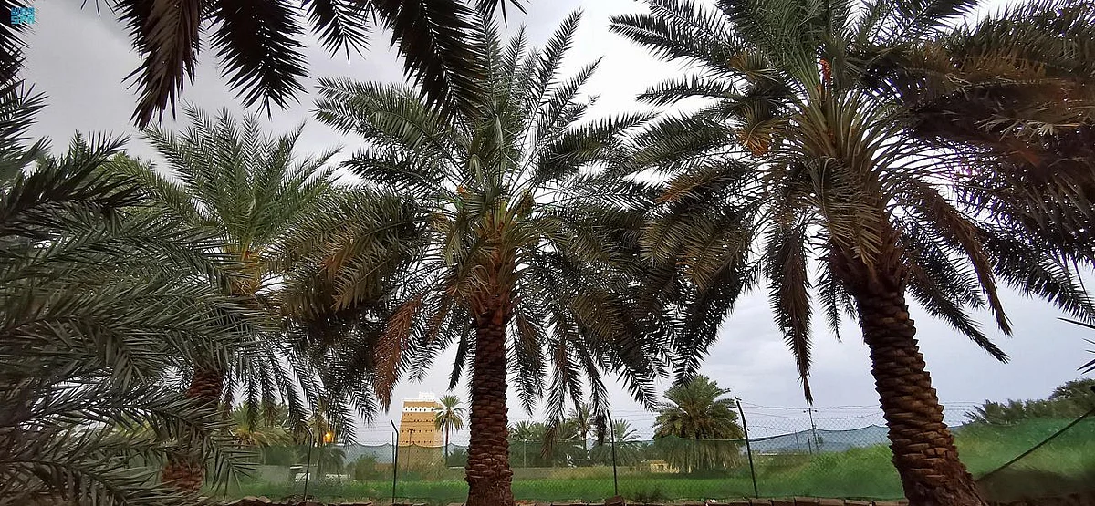 مزارع النخيل بنجران