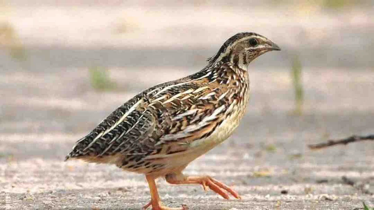 بالتفصيل.. هذه هي الطيور المسموح صيدها في "الخريف والشتاء" بالمملكة