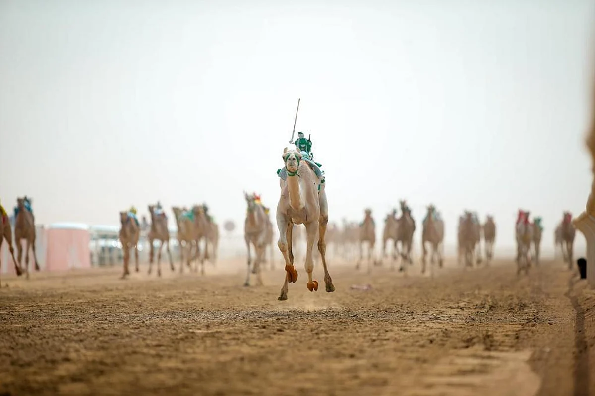 "المساير" و"جر الشوط".. تعرف على التكتيكات الفنية للفوز بسباقات مهرجان للهجن