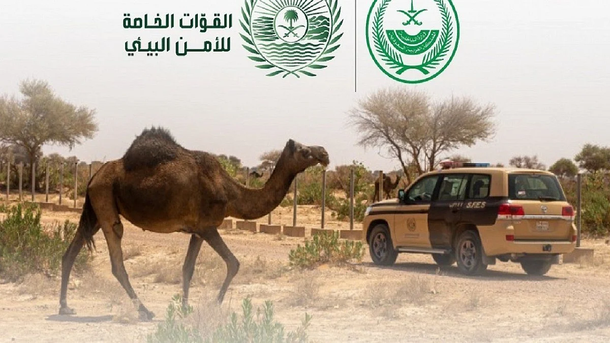 ضبط 14 مخالفًا لنظام البيئة لارتكابهم مخالفات رعي في عدة مناطق