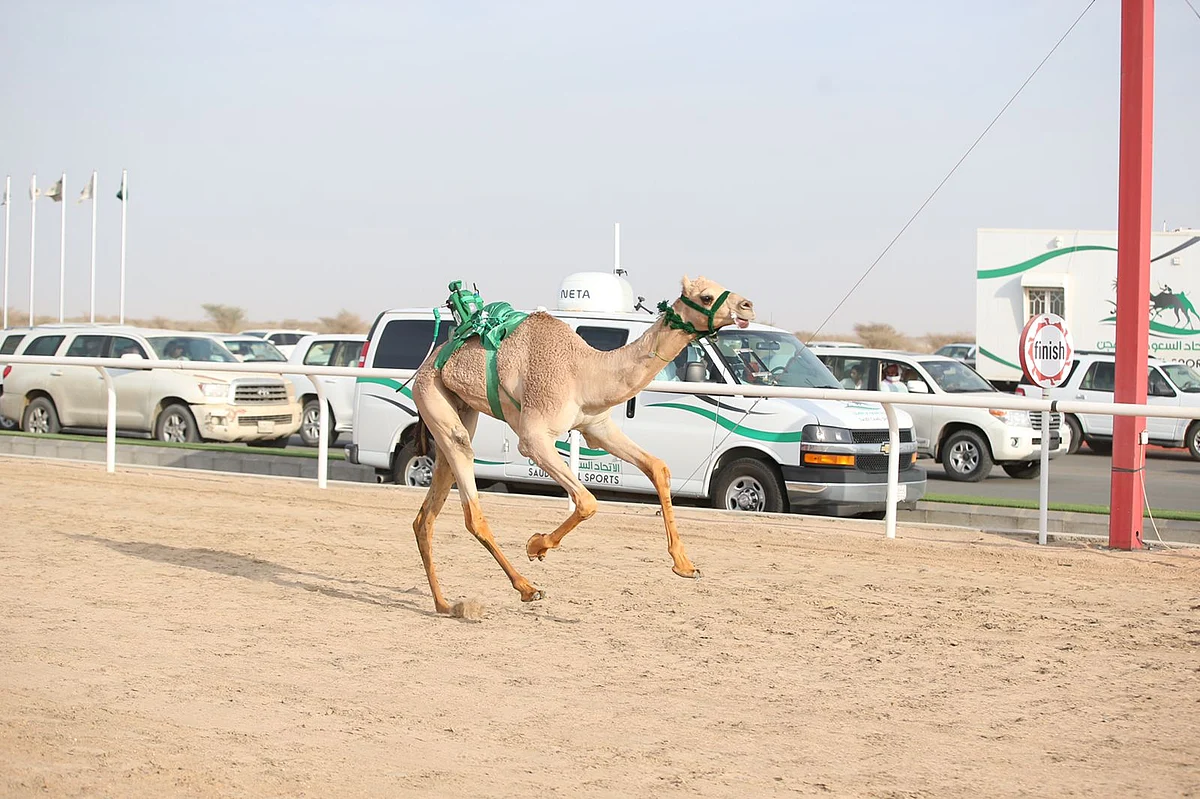 منافسات مهرجان ولي العهد للهجن