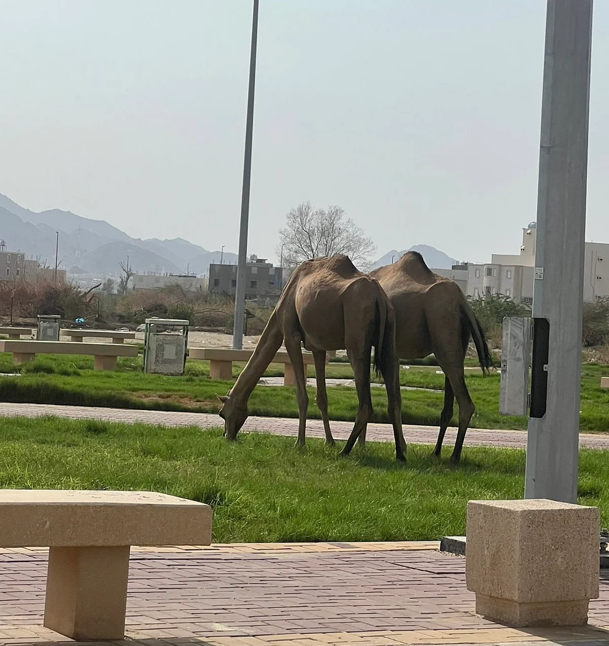 شاهد إبلٌ تَرتع داخل حديقة بمكة.. ومتضررون يطالبون بمعاقبة ملاكها