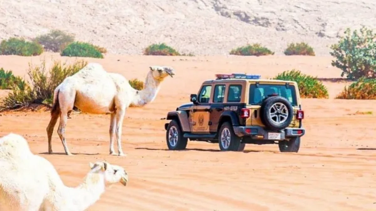 ضبط 16 مخالفًا لنظام البيئة لارتكابهم مخالفات رعي بعدة مناطق