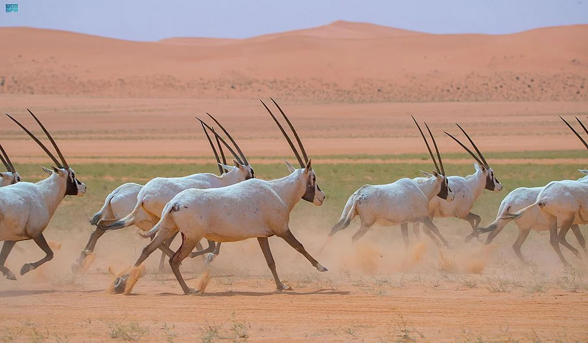 محمية الملك عبدالعزيز الملكية عضوًا في الاتحاد الدولي لحماية الطبيعة