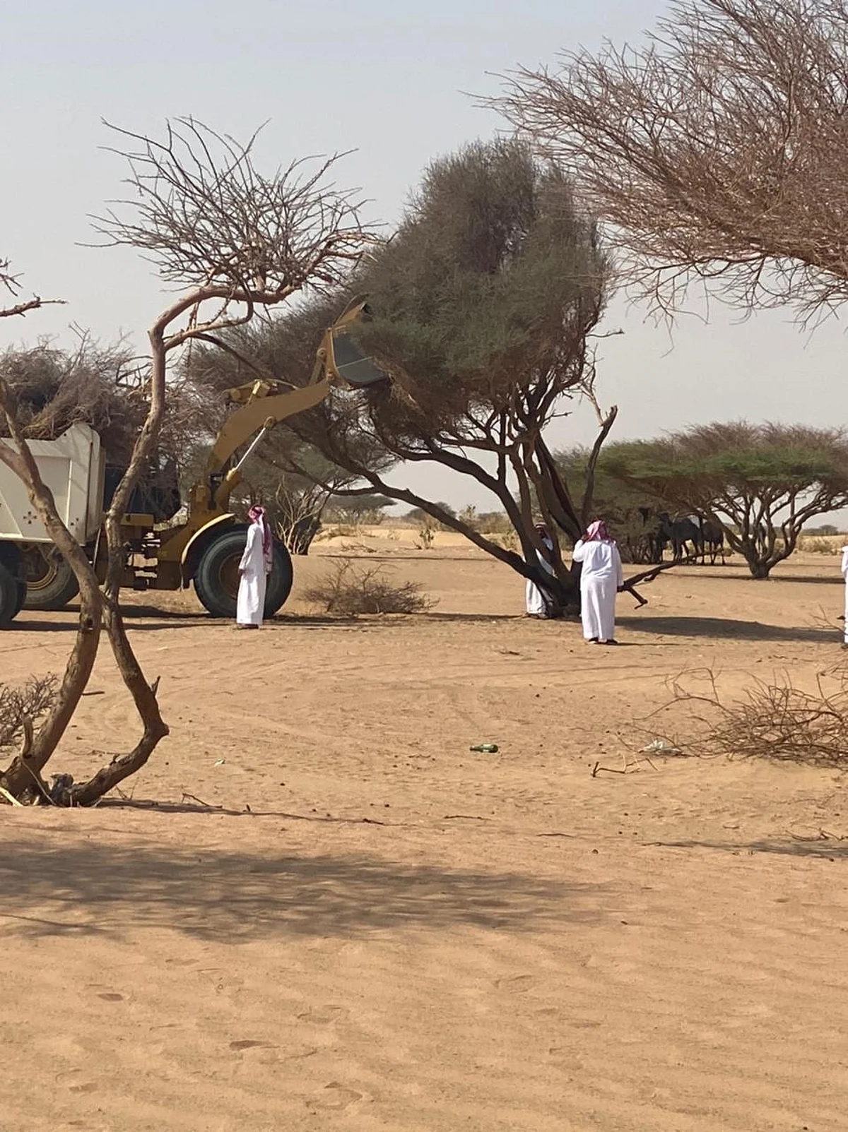 "السبيعي": بدء إعادة تأهيل الأشجار المتضررة بشعيب اللحياني في رنية